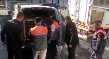 Jandarmadan köpek dövüşçülerine suçüstü