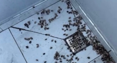 Kabus Geri Döndü! O Kentte Kahverengi Kokarca İstilası