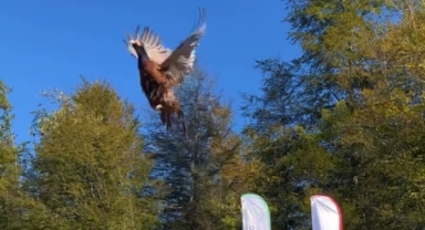 Kahverengi Kokarca Böceğine Karşı Biyolojik Savaş: 250 Sülün Doğaya Bırakıldı