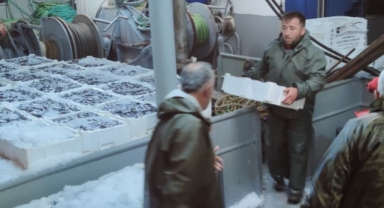 Karadeniz’de hamsi bolluğu