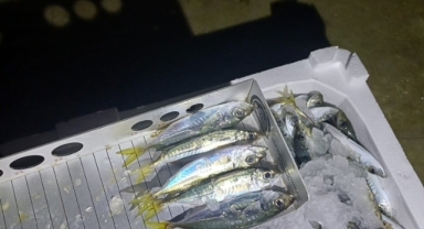 Karadeniz’de Yasal Boy Altı İstavrite Büyük Operasyon