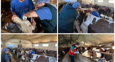 Keşap’ta Aşı Seferberliği! Ekipler Sahada