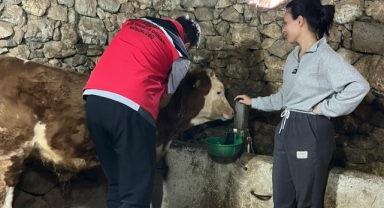 Keşap’ta hayvancılığa koruma kalkanı: Şap ve brusella aşılaması sürüyor