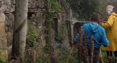 Keşap'ta zararlıya karşı yoğun mücadele 