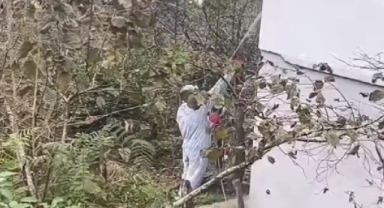 Kokarca Tehdidine Karşı Giresun’da Yoğun İlaçlama Çalışması!