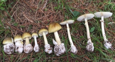 Mantar sezonu başladı: Uzmanlar zehirlenmelere karşı uyardı