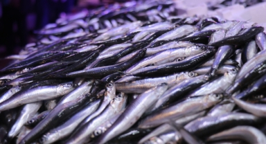Palamudun yokluğunu Karadeniz'in vazgeçilmezi hamsi tamamlıyor