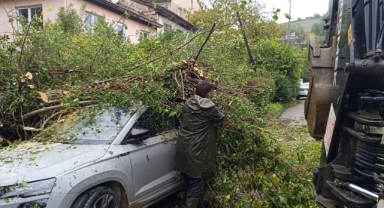 Park halindeki otomobilin üzerine ağaç devrildi