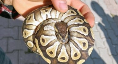 Polisi Bile Şaşırtan Olay: Cebinden Yavru Piton Yılanı Çıktı!