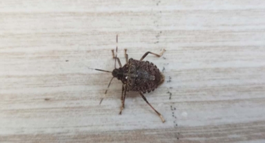 Sessiz Tehdit Geri Döndü: Kokarca Böceği Evleri Kuşatıyor!