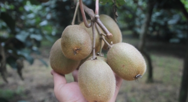Tescilli Ordu Kivisinde Üretici Zararın Eşiğinde 