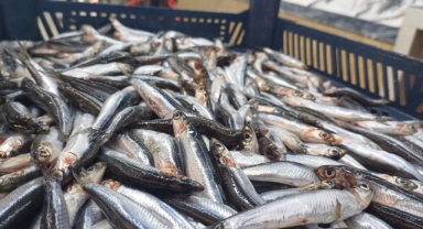 Tezgahlarda hamsi bolluğu