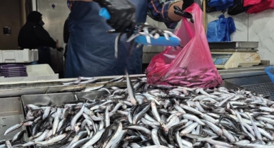 Yaz sıcakları palamudu vurdu, yerini hamsi aldı