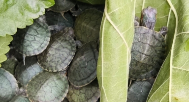 Yolcu otobüsünde 500 kırmızı benekli su kaplumbağası yakalandı