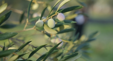 Zeytinde Rekolte Tahmini Açıklandı: Zeytinyağı Fiyatları Yükselecek Mi?