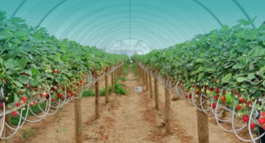 Zirai Dondan Etkilenen Çiftçilere 13 Milyar TL Destek Müjdesi!