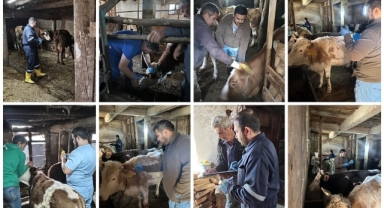 Alucra’da Hayvan Hastalıklarına Karşı Aşılama Seferberliği