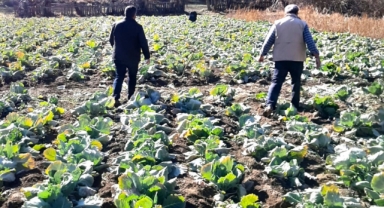 Alucra’da Lahana Hırsızlığı Alarmı!