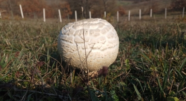 Dev Boyutlara Ulaşan Mantarlar Görenleri Hayrete Düşürdü