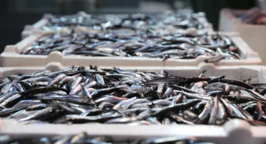Doğu Karadeniz'de hamsi büyüklüğü ve bolluğuyla yüzleri güldürüyor