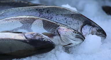 Doğu Karadeniz'in 10 aylık Türk somonu ihracatı 152 milyon doları aştı