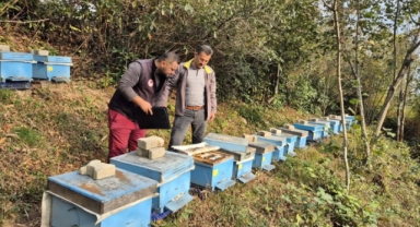 Espiye’de Arılı Kovan Sayımları Devam Ediyor
