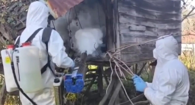 Espiye'de Zararlı Böceğe Karşı Yoğun Mücadele