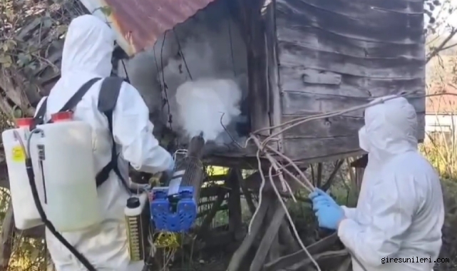 Espiye'de Zararlı Böceğe Karşı Yoğun Mücadele