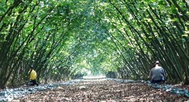 Fındık Hasadında Verim Artışı: Samsun’da Yatırımcılara Hibe Desteği