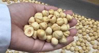 Fındık İhracatında Yeni Sezon Hızlı Başladı: İlk Rakamlar Açıklandı