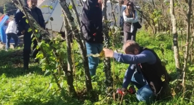Fındıkta Verimi Artıracak Hamle: Giresun’da Uygulamalı Budama Eğitimi