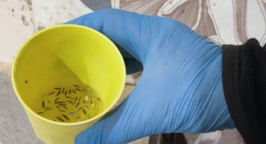 Fırın denetiminde mide bulandıran görüntüler, zabıta böcek çeşitlerini saymakla bitiremedi