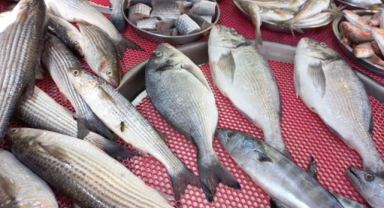 Giresun'da balık fiyatları bugün ne kadar?