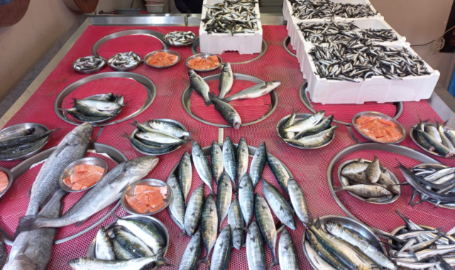 Giresun'da balık fiyatları bugün ne kadar?