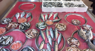 Giresun'da balık fiyatları bugün ne kadar?