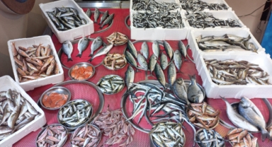 Giresun'da balık fiyatları bugün ne kadar?