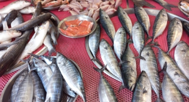 Giresun'da balık fiyatları bugün ne kadar?
