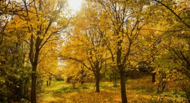 Giresun'da dut bahçeleri sonbahar renklerine büründü