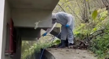 Giresun'da Ekiplerden Haşere Operasyonu!