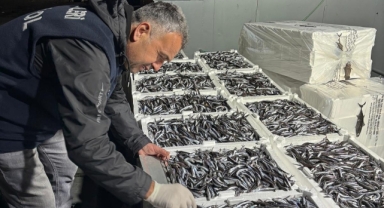 Giresun’da Hamsi Denetimleri Sürüyor: Ekipler Nöbette