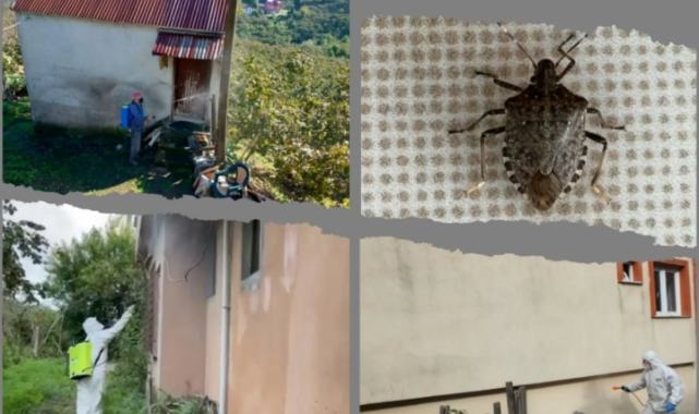 Giresun'da Kokarca Mücadelesinde Kritik Dönem! Alınması Gereken Önlemler Neler?