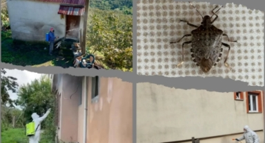 Giresun'da Kokarca Mücadelesinde Kritik Dönem! Alınması Gereken Önlemler Neler?