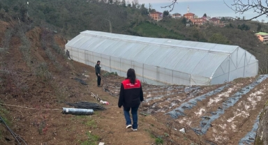 Giresun'da Maviyemiş ve Aronya Bahçelerinde Teknik İnceleme
