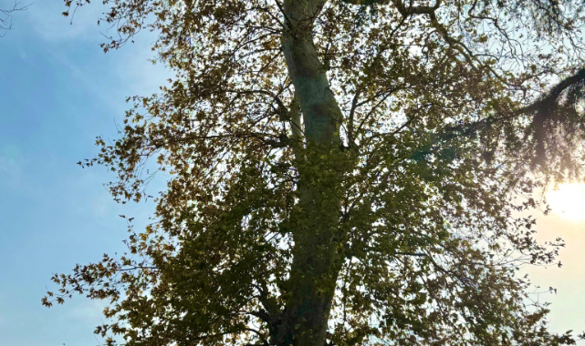 Giresun’da Tarihe Kök Salan Ağaç: Halk Koruma Altına Alınmasını İstiyor