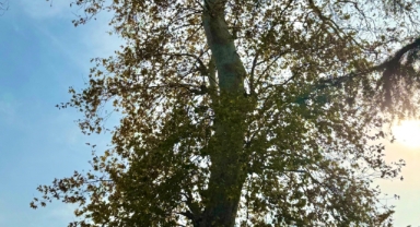 Giresun’da Tarihe Kök Salan Ağaç: Halk Koruma Altına Alınmasını İstiyor