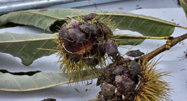 Giresun dahil birçok kentte yayılım gösteren zararlı, Marmara'ya da ulaştı