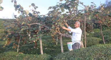 Giresun Güce’de Üreticiler Kivi Hasadına Başladı