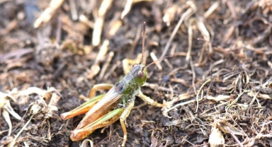 Giresun ve Karadeniz'de Yayılış Gösteriyor! O Çekirge Türü Bilim Dünyasına Tanıtıldı