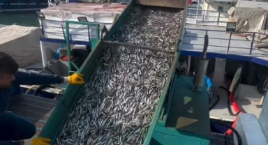 Hamsi Avında Hafta Sonu Yoğunluğu