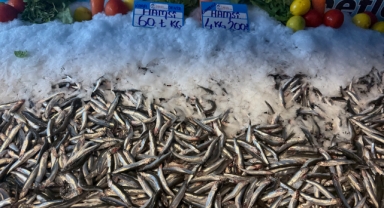 Hamsi Fiyatları Düştü, Yüzler Güldü 